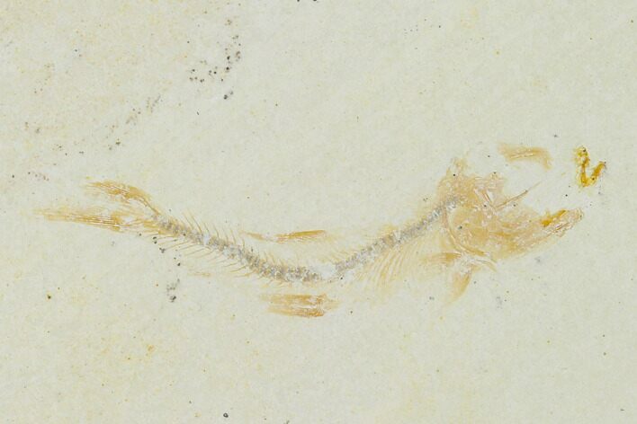 Jurassic Fossil Fish (Orthogoniklethrus) - Solnhofen Limestone #139368